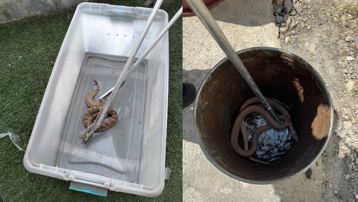 Uno de los reptiles fue captado en la colonia Salvaterra, y el otro en Parque Industrial. Foto: Especial