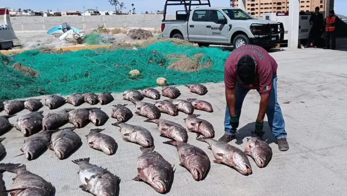 Totoaba, una de las especies en peligro de extinción a causa del crimen organizado | Especial