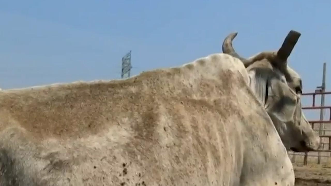 Ganaderos de Oaxaca piden medidas para controlar gusano barrenador