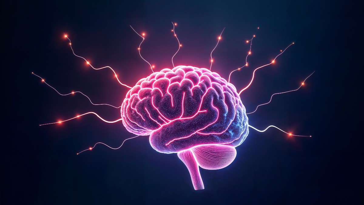 Cuando hablas más de un idioma, tu cerebro tiene cambios funcionales y en estructura | Freepik