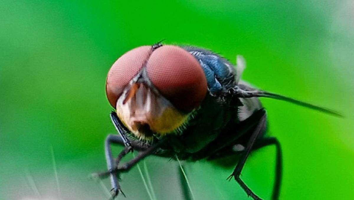 El insecto que causa la plaga del gusano barrenador es de color verdoso.