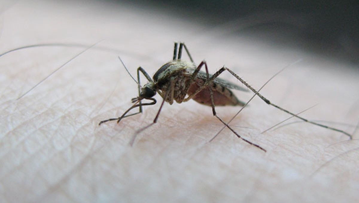 La SSJ intensifica campaña “Lava, Voltea, Tapa y Tira” en colonias con presencia de mosquitos. (Cortesía)