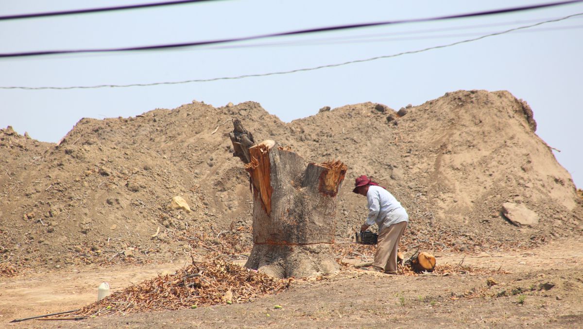 En colonias del norte de Tampico es donde se registra más la tala de áreas verdes. (Yazmín Sánchezz)