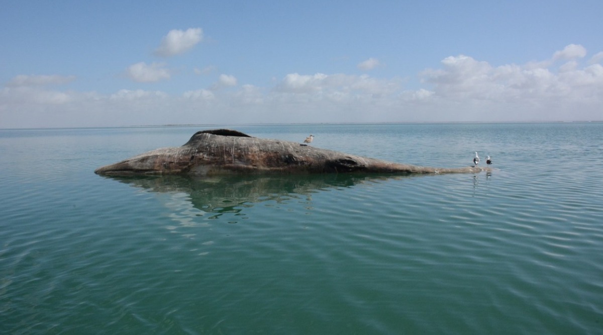 Los cuerpos de las 91 ballenas muertas se han encontrado a lo largo del Pacífico mexicano. (Foto:  Sergio Martínez PRIMMA - UABCS)