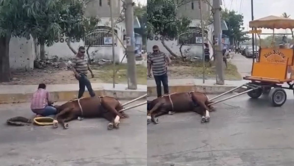 En la grabación se pudo apreciar a sus aparentes dueños intentar reanimarlo sin éxito. (Cortesía)