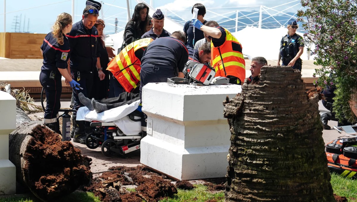 Hombre es herido de gravedad tras caerle una palmera en Festival Cannes. | AP