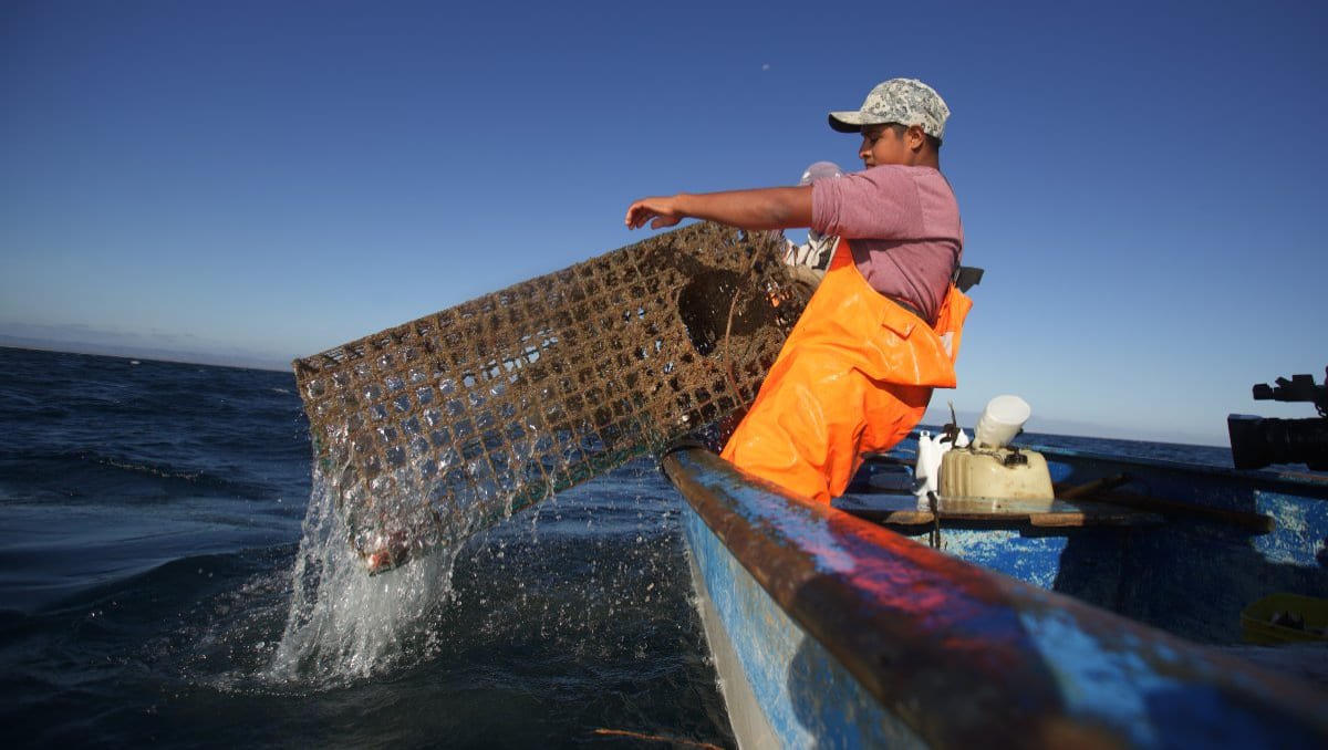 Pesca ilegal, una de las actividades del crimen organizado | Especial