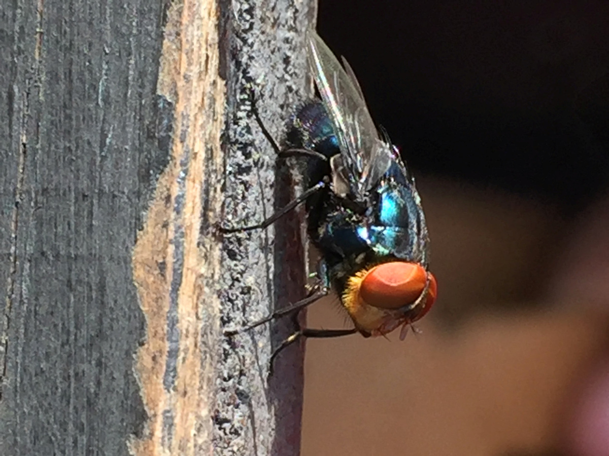 El ciclo de vida de la mosca cochliomyia hominivorax se desarrolla en 21 días. | Foto: Especial