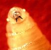 Los gusanos barrenadores lad   las larvas de un tipo específico de mosca que afecta animales y humanos. | Especial