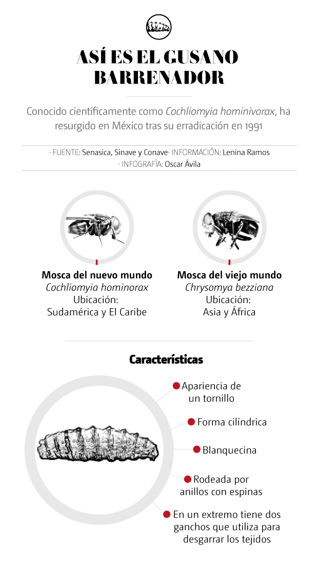 Así es el gusano barrenador. | Óscar Ávila