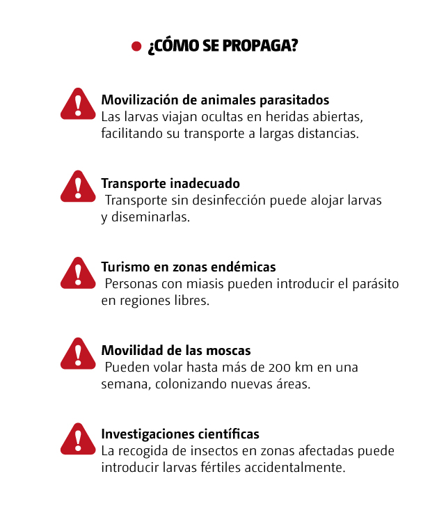Así se propaga el gusano barrenador. | Óscar Ávila