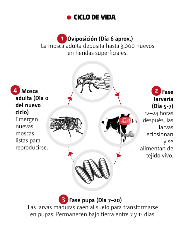 Ciclo de vida del gusano barrenador. | Óscar Ávila