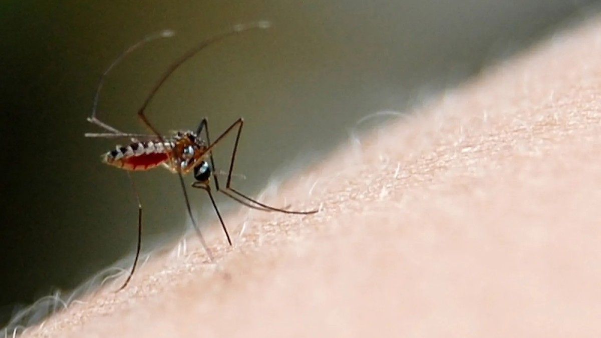 Confirman 19 casos de dengue en Guanajuato. | Especial.