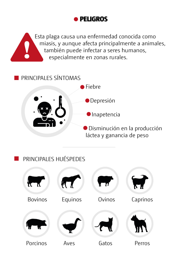 Éstos son los peligros del gusano barrenador. | Óscar Ávila