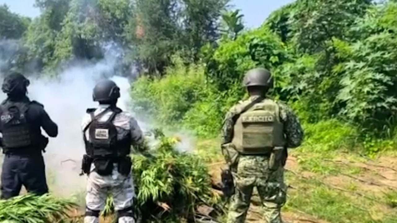 Fuerzas federales incineran 9 mil plantas de marihuana en un operativo en Pátzcuaro