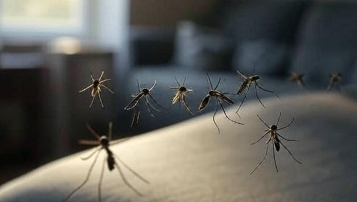 Los mosquitos son transmisores de muchas enfermedades pero puedes prevenirlas en esta temporada de lluvias | Especial