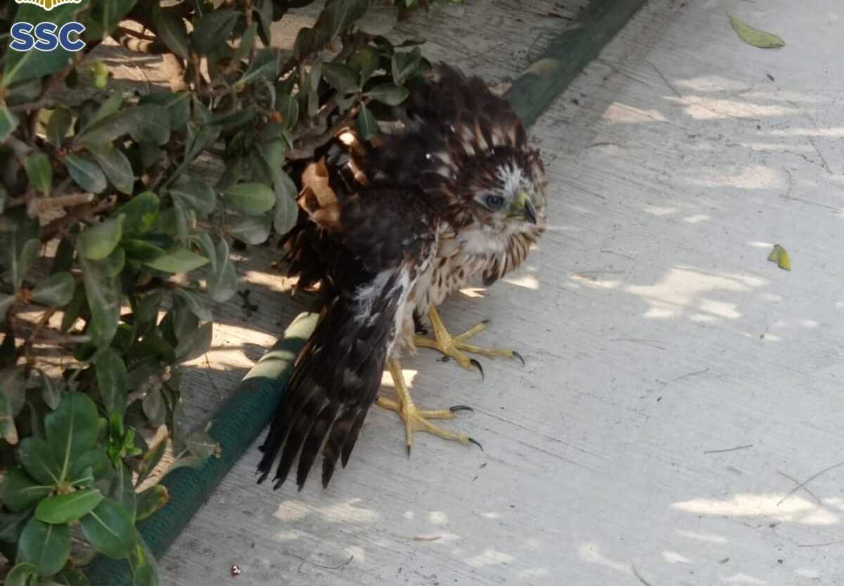 El ave presentaba una herida en una de las alas. (@SSC_CDMX)