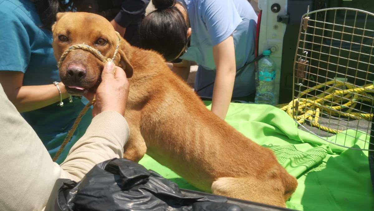 Los dueños tenían a los perros expuestos al sol en una azotea de una vivienda de San Pedro Totoltepec. Foto: (Especial)