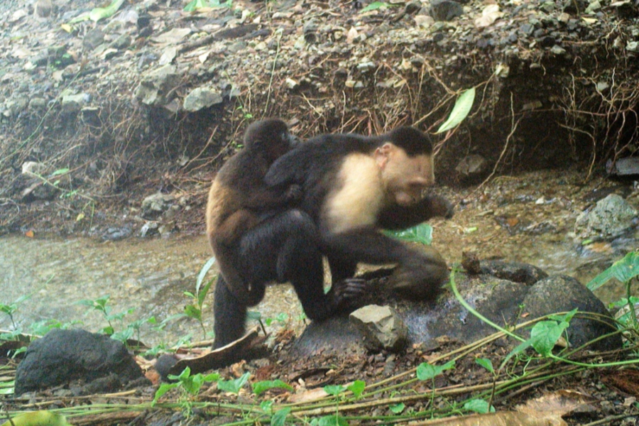 Foto suministrada por investigadores muestra a una cría de mono aullador sobre la espalda de un mono capuchino macho en la isla de Jicarón.AP