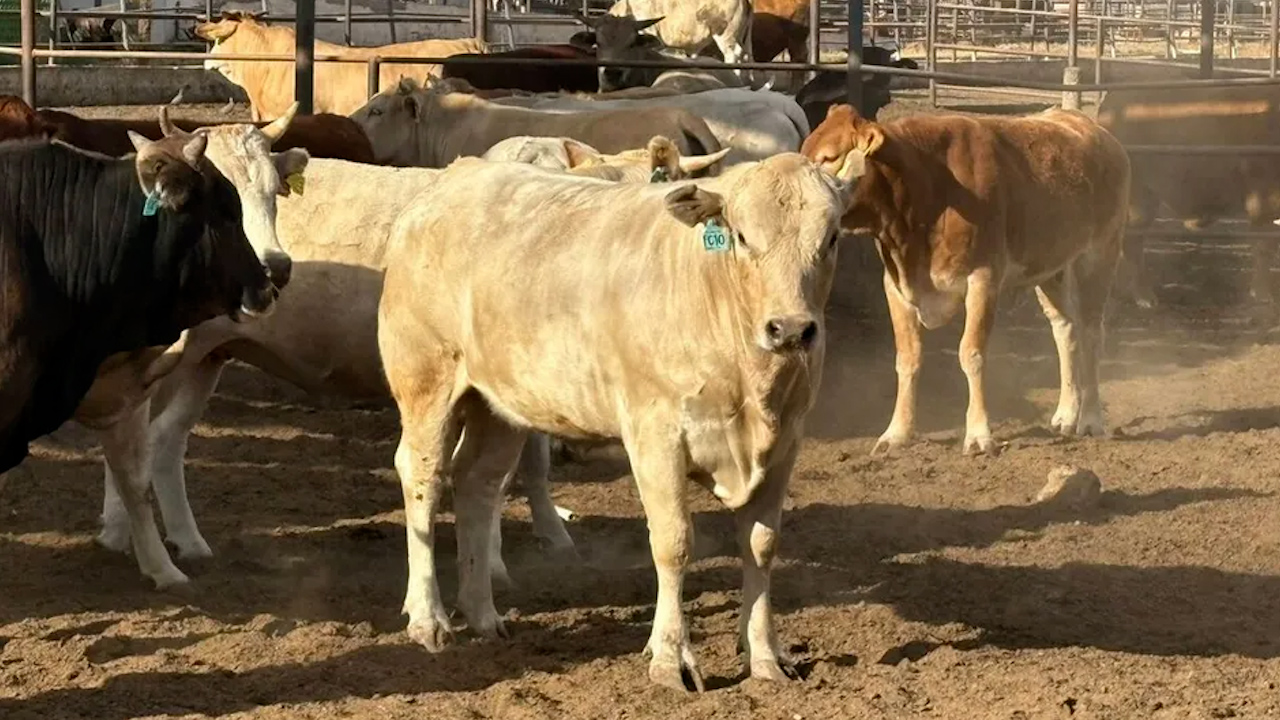 Ganaderos de Chihuahua enfrentan afectaciones por el gusano barrenador