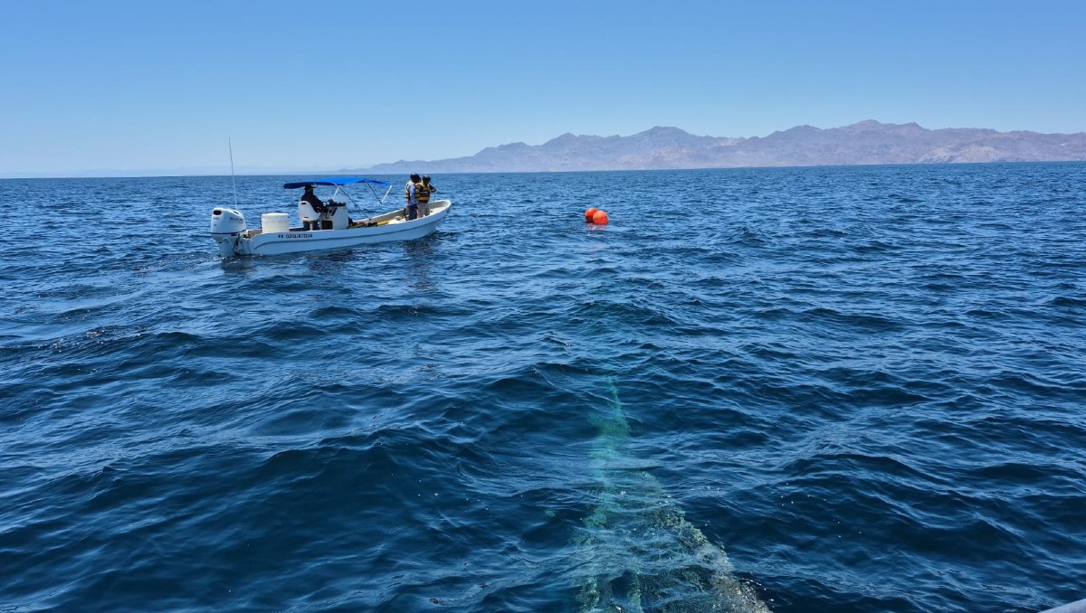 Liberan a ballena atrapada en red totoabera en costas de Baja California | Especial