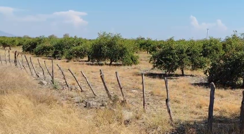 Militares despliegan operativo por explosión en huerta de limón en El Alcalde | Especial