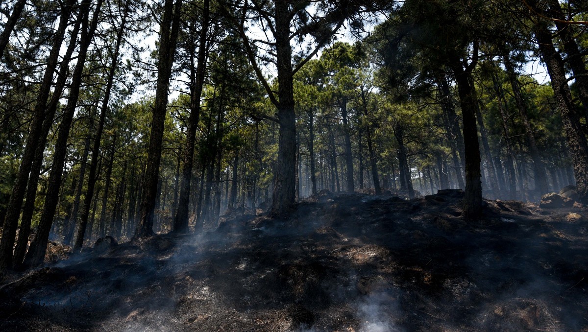 Diputados aprueban endurecer penas por delitos ambientales