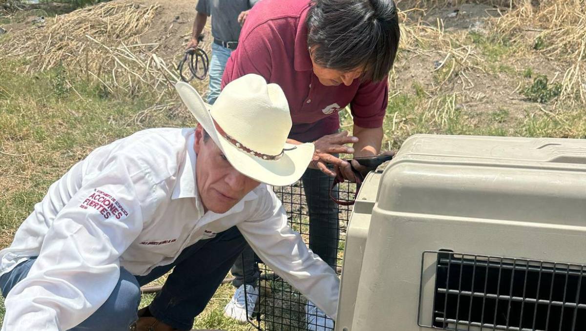 Siete perros fueron trasladados al Centro de Control Canino para mantenerlos en observación. | Especial