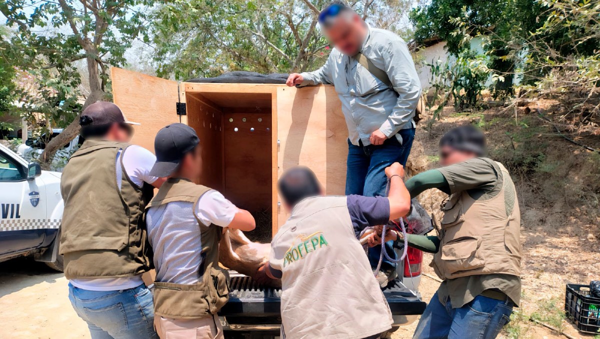 La reubicación ocurrió en la localidad El Guayabo Sur en Arteaga, Michoacán. | Especial