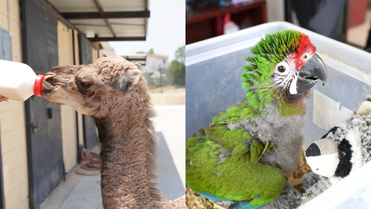 Zoo de Nuevo Laredo tiene nuevos integrantes; nace cría de dromedario y guacamaya