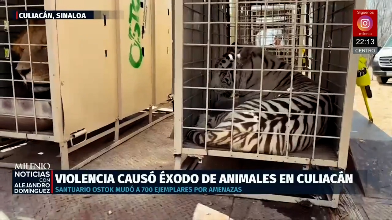 Animales exóticos son evacuados de Culiacán por ola de violencia en Sinaloa