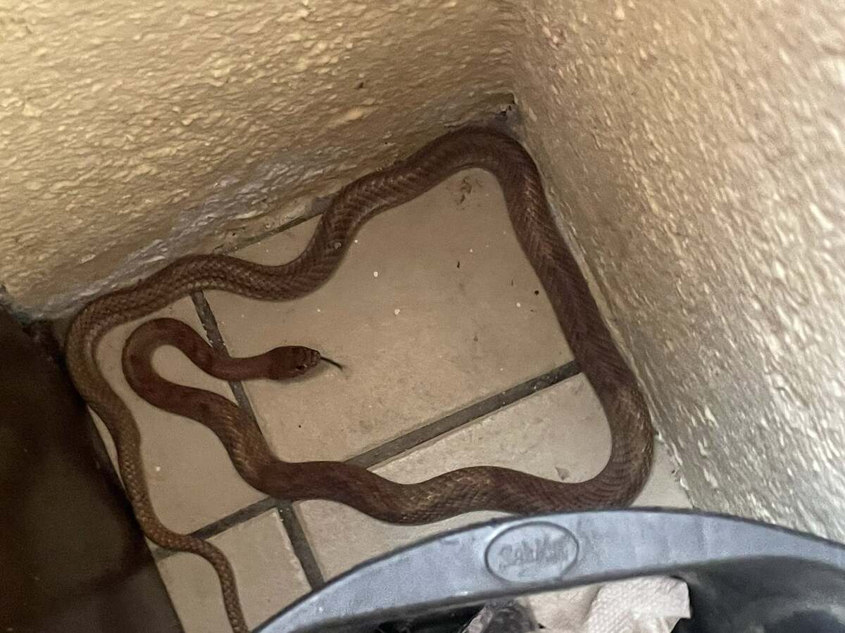Capturan víbora de 2 metros en Ciudad Victoria y la reubican