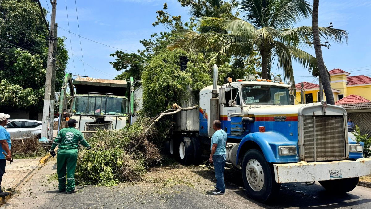 El conductor se habría acercado demasiado al árbol, lo que provocó su caída y la ruptura de cables. (Mario Juárez)
