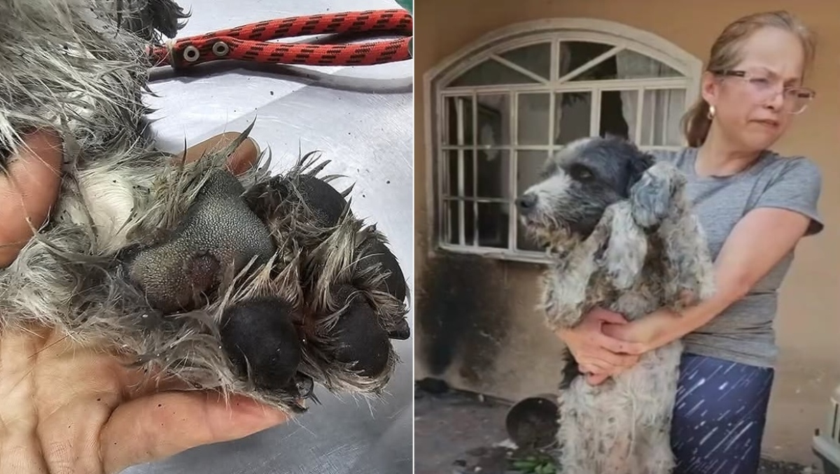 Fénix, el perrito que sobrevivió a incendio en Tehuacán, Puebla | Especial