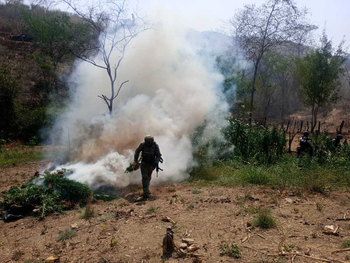 Incineran 900 plantas de mariguana y desmantelan campamento criminal en Tierra Caliente | Especial