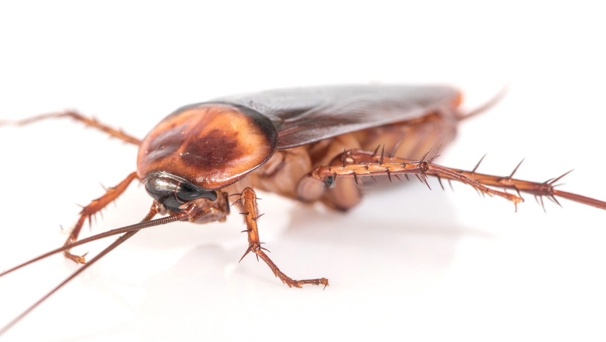 Hay más de 4 mil especies de este insecto alargado y rojizo en el mundo.
