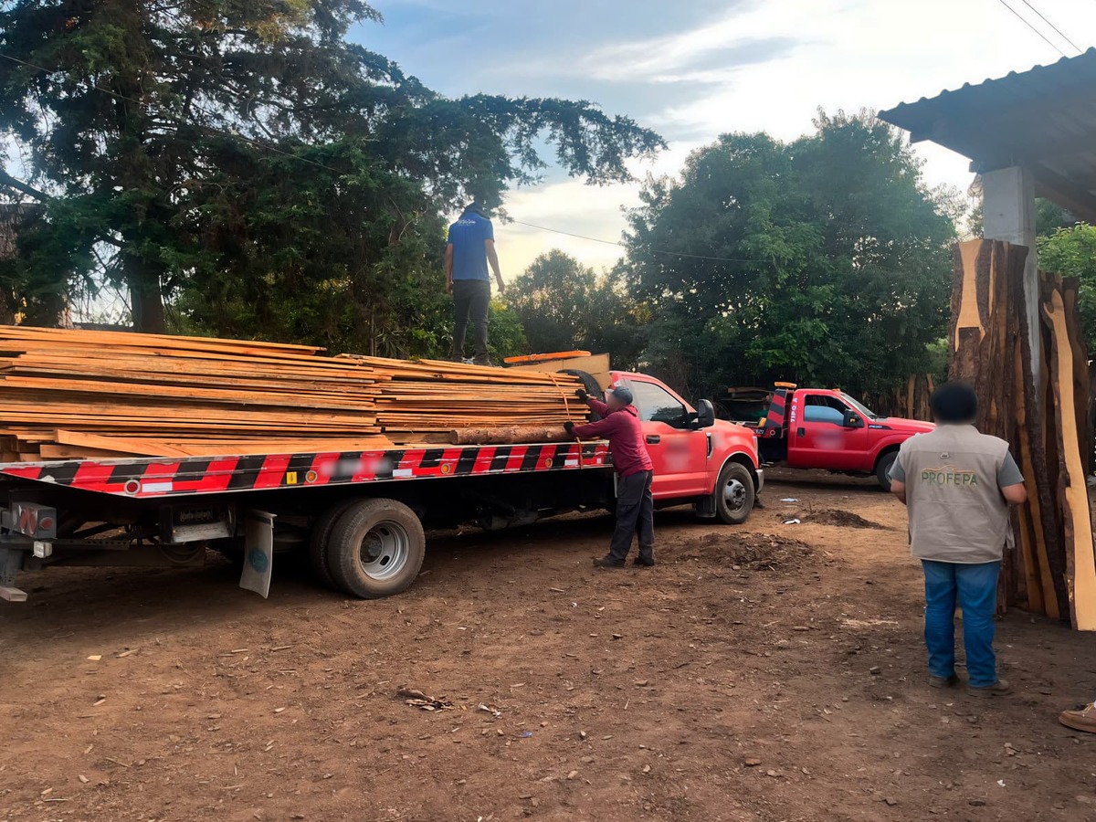 La Profepa aseguró madera de pino durante el cateo a aserraderos ilegales.
