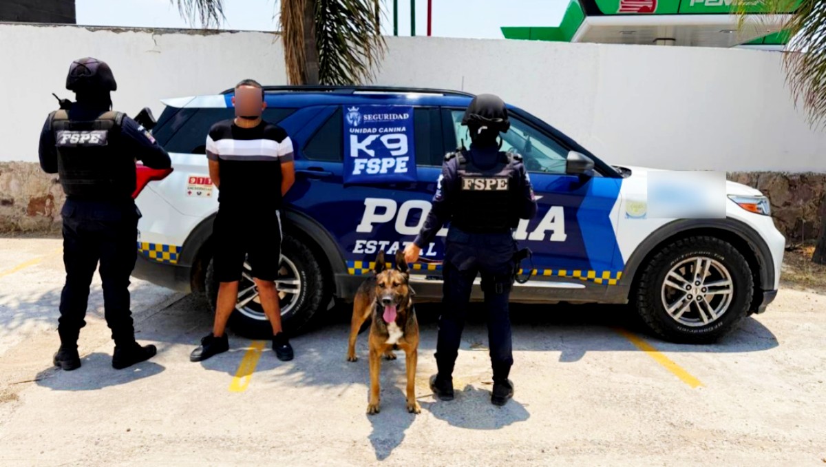 Figo, perro de la FSPE, olfateó 100 dosis de marihuana en Guanajuato | Especial