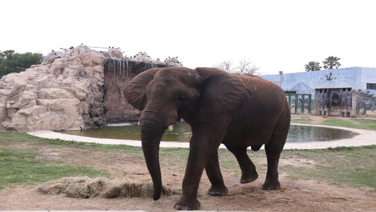 Monty es el primer elefante africano nacido en cautiverio en toda América Latina | Foto: Luis Guerra