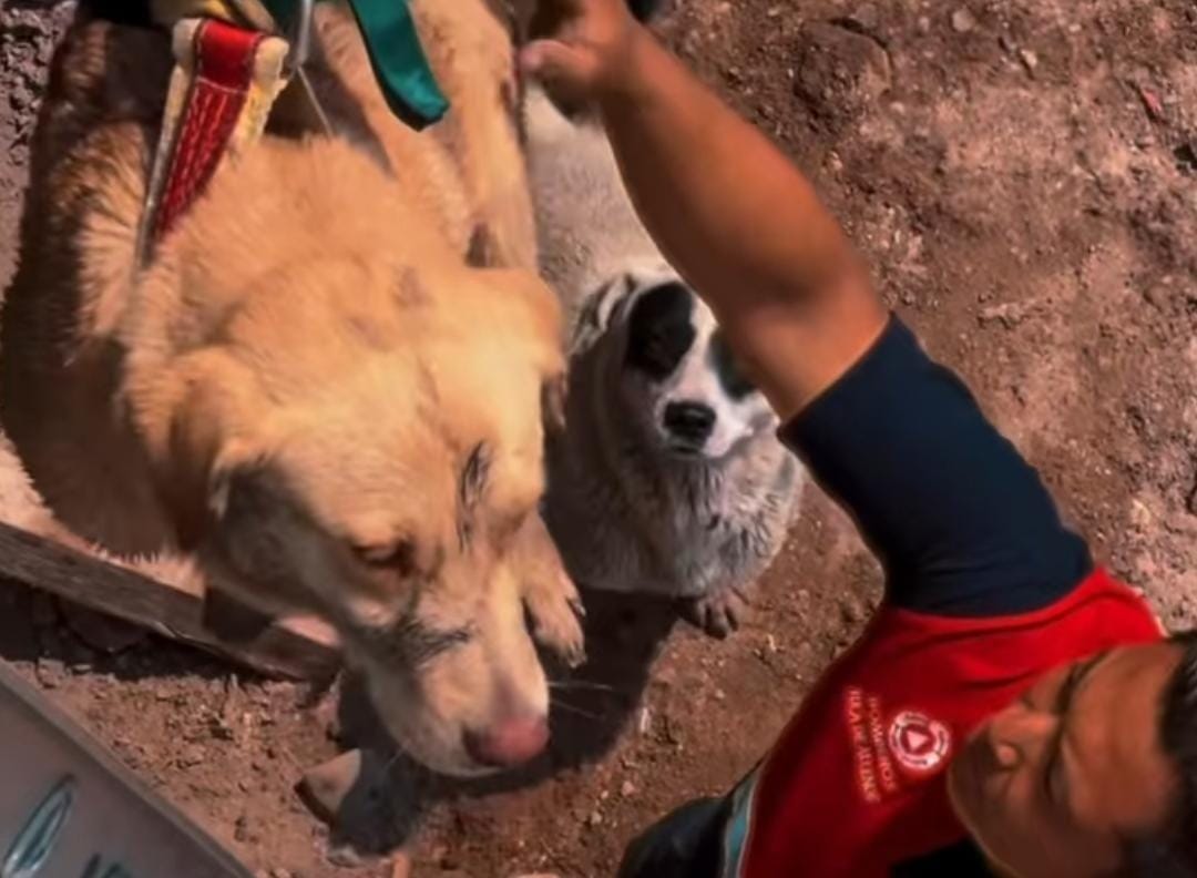 Rescate de tres perritos en Tula de Allende. (Cortesía)