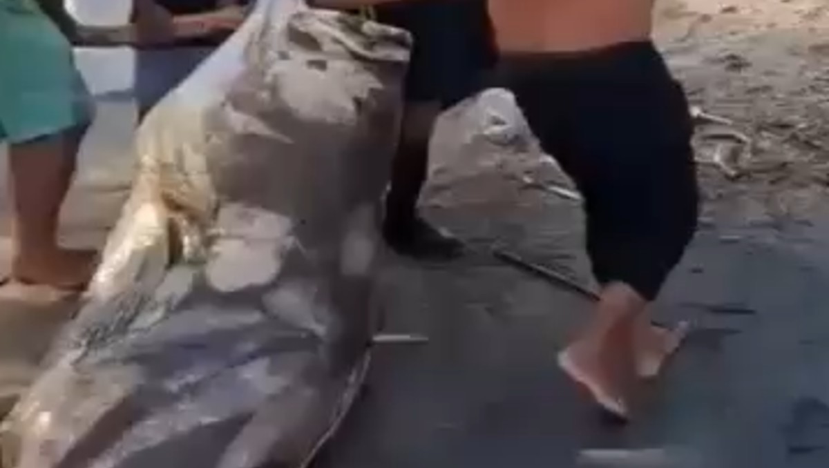 Hazaña en Nuevo Torno Largo: pescan una cherna de casi 300 kilos | Especial