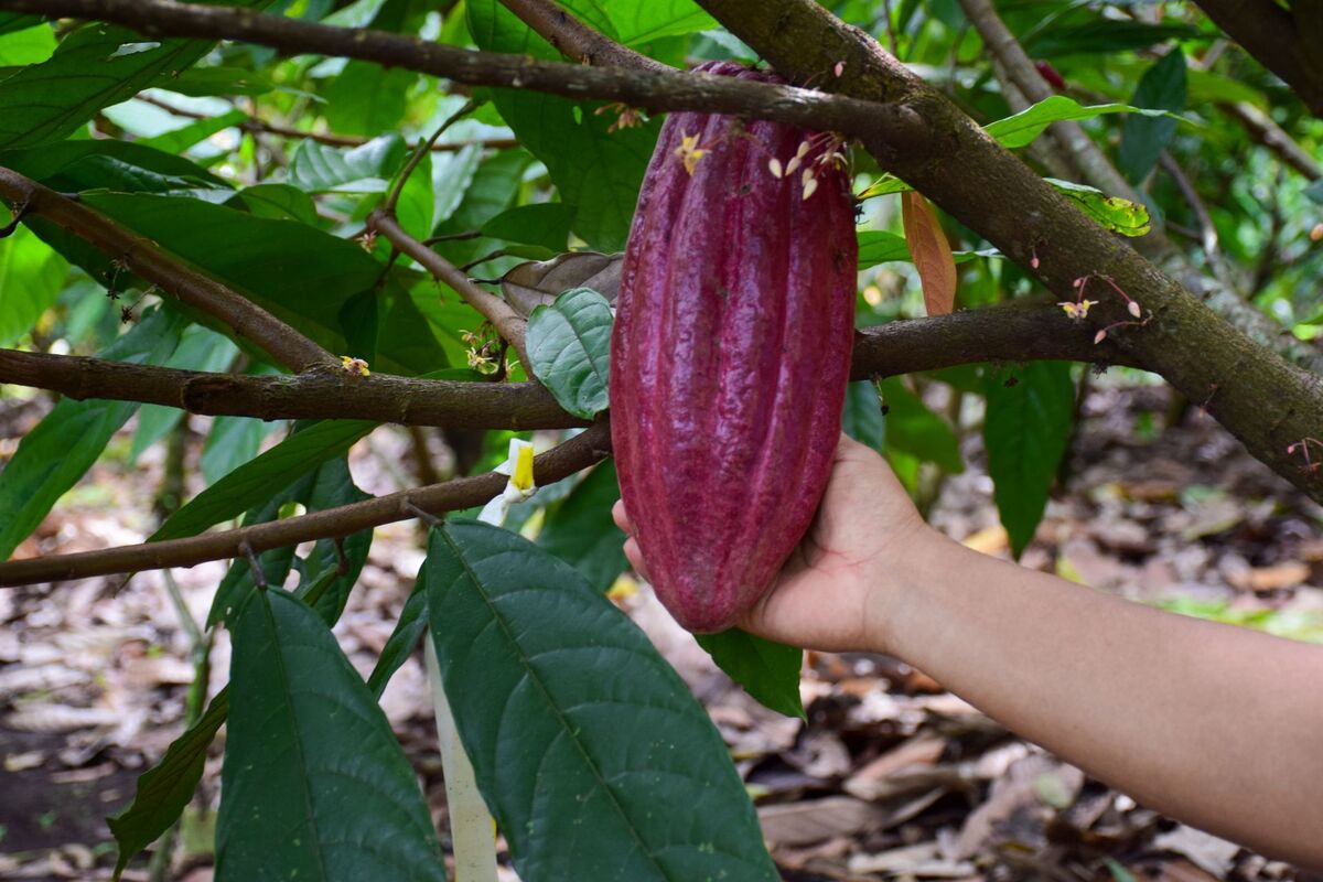 México aclaró que esta medida no pone en riesgo las exportaciones de los productos mexicanos, como café y cacao. | Foto: Cuartoscuro