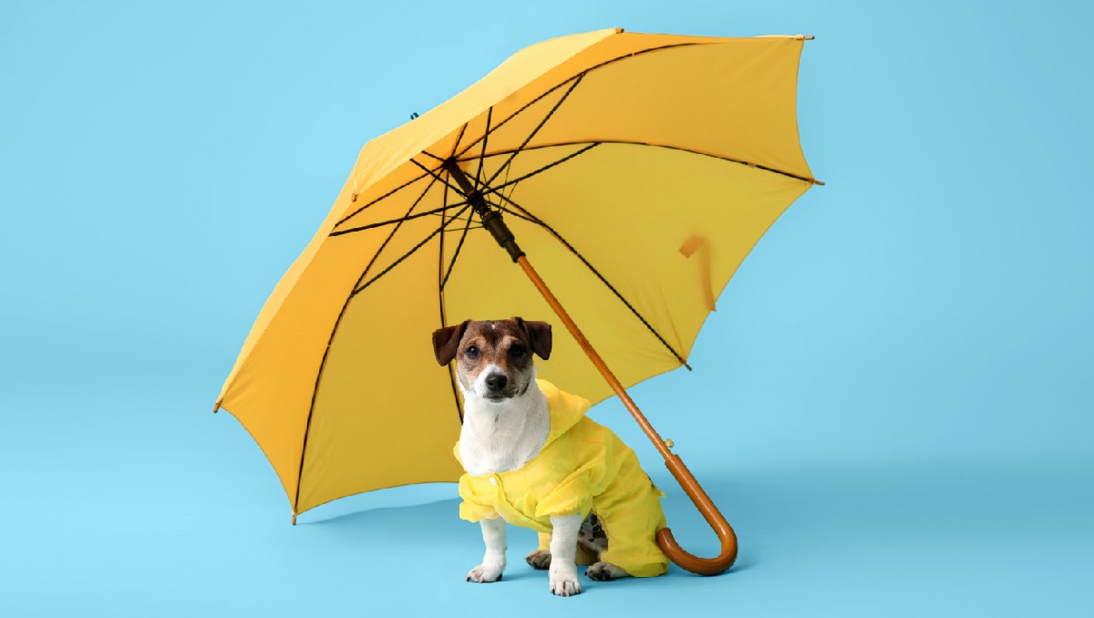 Sigue estos consejos clave para evitar golpes de calor y enfermedades