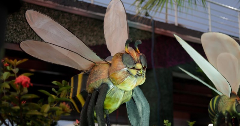 Insectus: hasta cuándo estará la exposición de bichos en Tampico