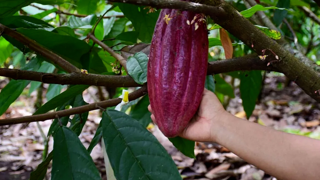 UE clasifica a México como país de riesgo estándar en productos alimentarios