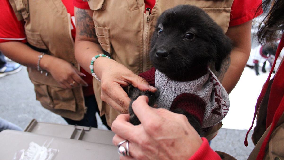 La gobernadora agradeció a los Diablos Rojos por promover la adopción responsable de mascotas. Foto: (Especial)