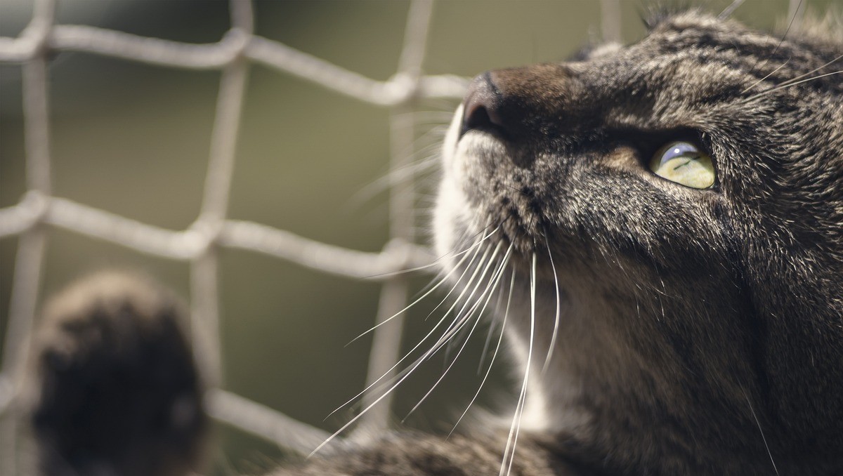 Libia Dennise informa sobre investigación tras carrera de gatos | Especial