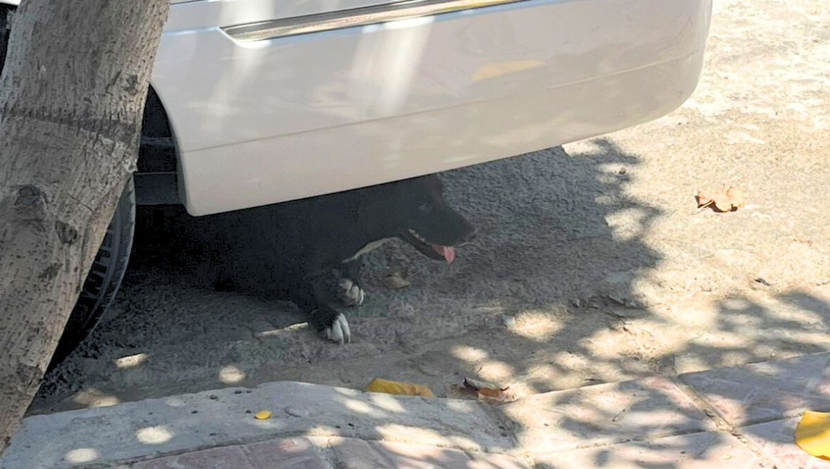 Vecinos  piden que las autoridades intervengan y retiren a los animales de las calles. | Especial