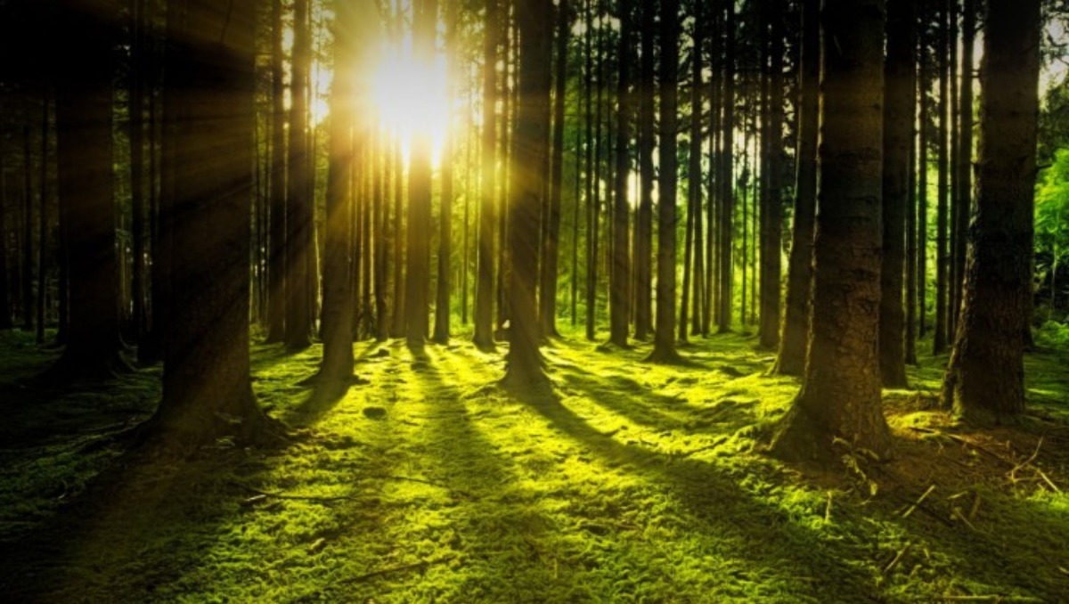 Estar 20 minutos en el bosque reduce el estrés