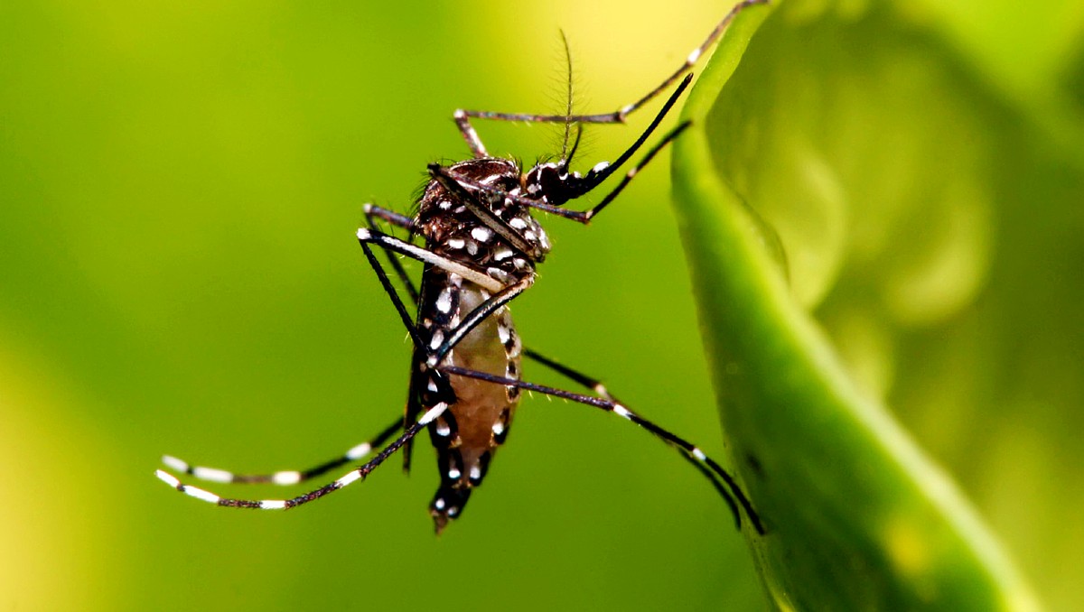 Guanajuato activa brigadas en León para prevención del dengue | Especial
